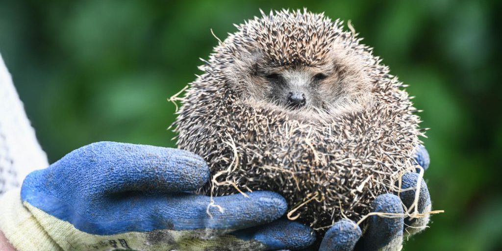 Riccio ferito da proiettile in Nord Reno-Westfalia: un dramma animale che solleva interrogativi sulla protezione degli animali
