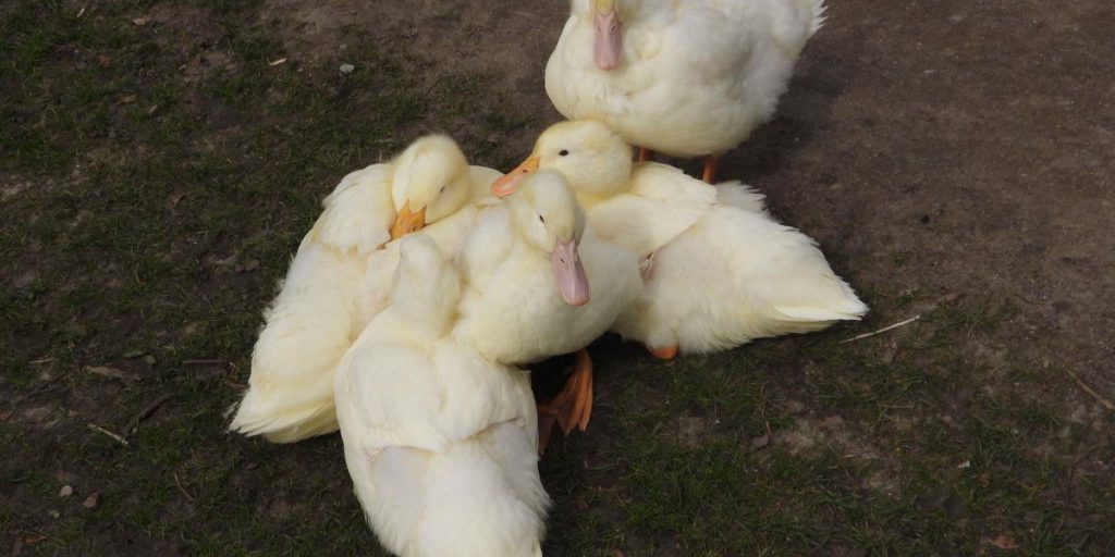 Video del rifugio NRW: la vita quotidiana degli animali in diretta