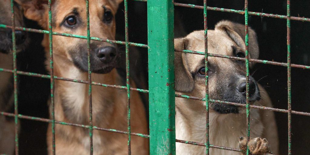 Cane Douman trovato dopo 7 anni sul ponte di rottami in Germania: speranza di salvezza a Natale