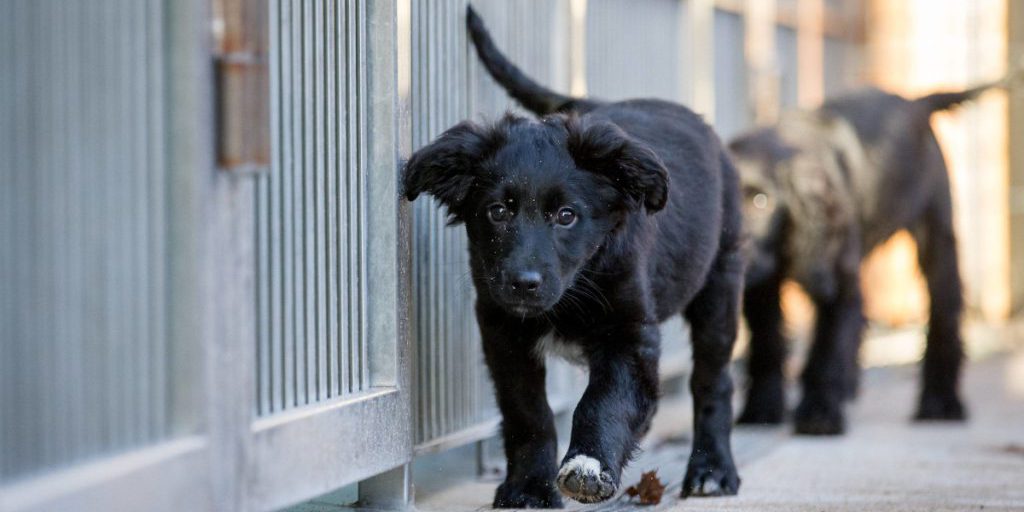 Abbandono di un cucciolo di cane in un rifugio: un caso di irresponsabilità familiare nella Renania Settentrionale-Vestfalia