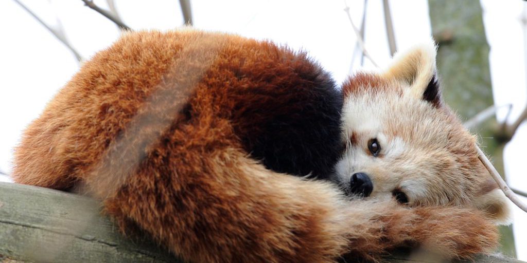 Kerstin vuole tornare allo zoo in NRW: l'ultima opportunità possibile