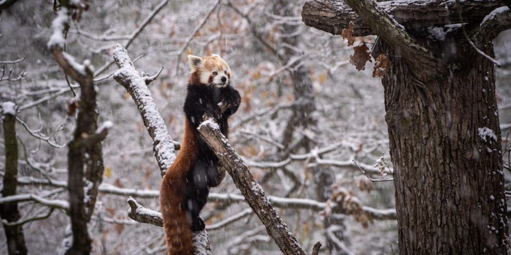 Panda del Wuppertal zoo scappa dal recinto a causa della neve