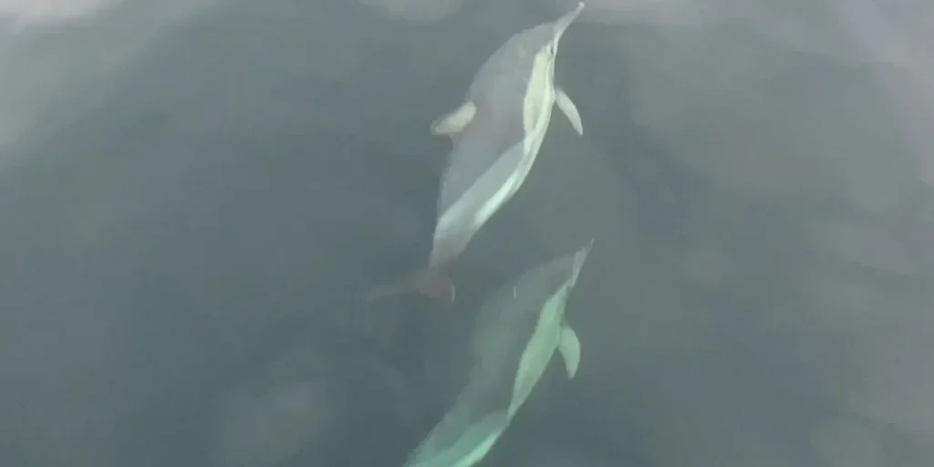 Delfini di Ordu gareggiano con una barca in spettacolo visivo
