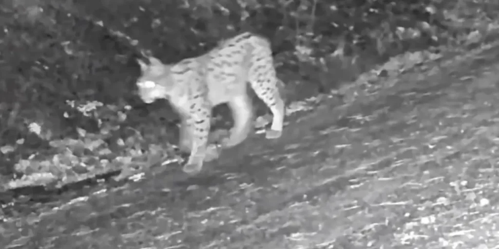 Richiesta di invio del testo originale per procedere con la traduzione