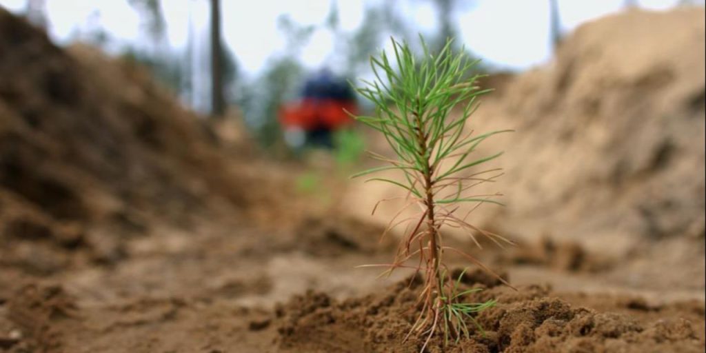 La Rinascita delle Foreste: Come la Natura Sta Tornando a Vivere Dopo gli Incendi Boschivi