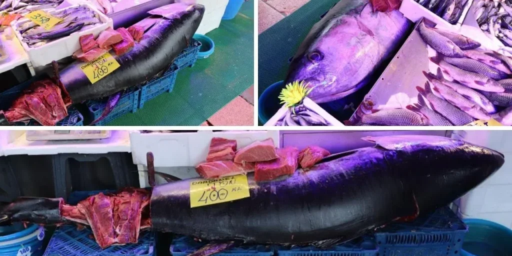 Pesce orcinus giganteo da 280 kg messo in vendita in Turchia con permesso speciale