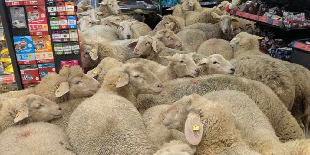 Penny di Burgsinn si prende cura di 50 pecore che hanno attraversato la filiale