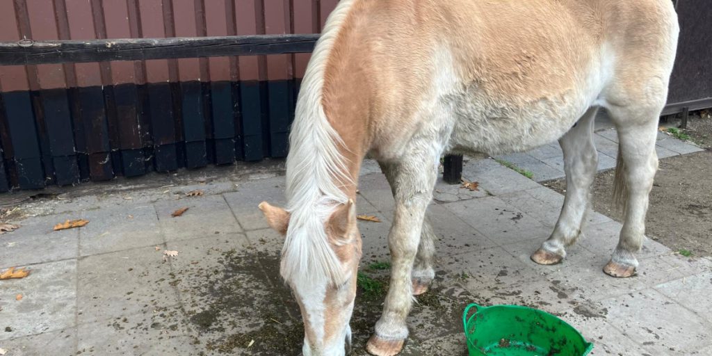 Duisburger finden Pferd im Wald – sie handeln sofort