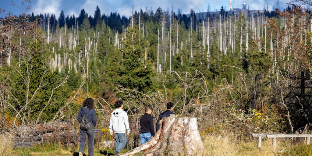 Spaziergänger in NRW wollen im Wald Pilze sammeln – dann stoßen sie auf eine Leiche