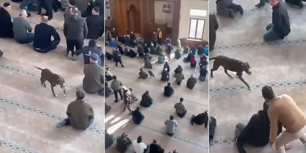Cane pit bull entra in moschea di Kocaeli durante la preghiera del venerdì: proprietario multato e animale consegnato a rifugio