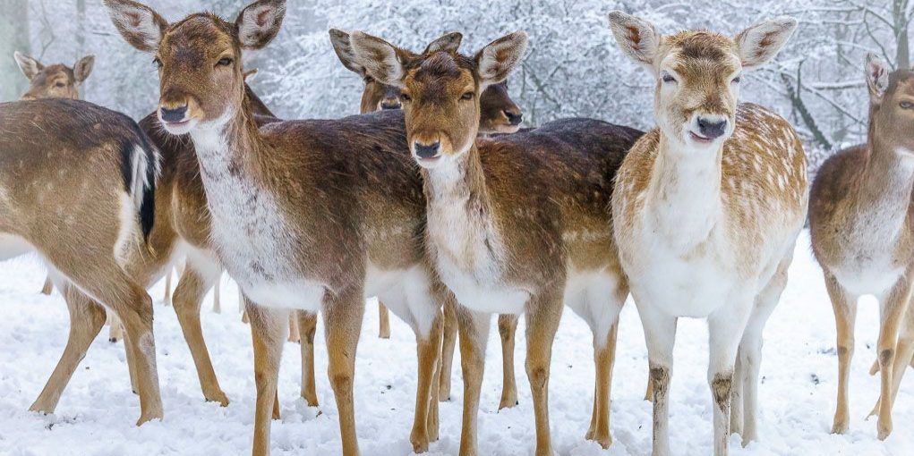 Wildpark Grafenberg chiuso a causa di condizioni meteorologiche invernali per la sicurezza