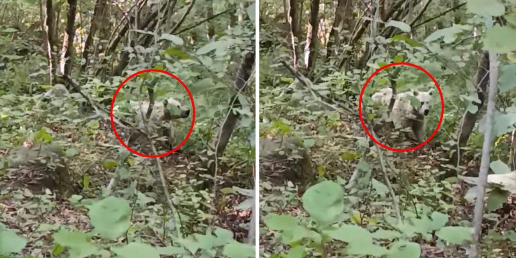 Rize'de görüntülenen beyaz ayının sırrı çözüldü! "Kutup ayısı sanmayın"