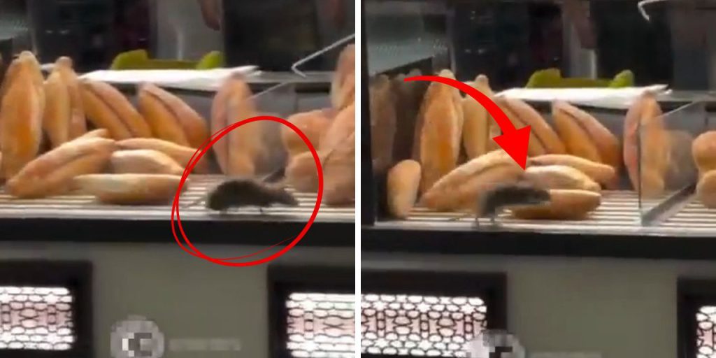 Topo in panetteria: il video shock che solleva interrogativi sulla sicurezza alimentare in Romania

Introduzione
Un evento scioccante è avvenuto in una panetteria in Romania, dove un cliente ha catturato un momento inquietante su video. Mentre stava acquistando del pane, ha notato un roditore che si muoveva liberamente tra le pagnotte esposte.

La scoperta
Il cliente, sconvolto da ciò che ha visto, ha deciso di registrare la scena con il suo telefono. Le immagini mostrano chiaramente un topo che si muove tra i prodotti da forno, suscitando un senso di disgusto e preoccupazione per l'igiene.

La reazione del proprietario
Quando il proprietario del negozio ha scoperto che il cliente aveva registrato il video, ha cercato di convincerlo a non pubblicarlo sui social media. Secondo quanto riferito, il proprietario ha offerto al cliente una somma di denaro considerevole, pari a centinaia di migliaia di lei (la valuta rumena), per evitare che le immagini venissero condivise.

Approfondimento
Questo incidente solleva interrogativi importanti sulla gestione della qualità e dell'igiene nei luoghi di produzione e vendita di prodotti alimentari. La presenza di roditori in un ambiente dove vengono preparati e venduti prodotti da forno rappresenta un rischio significativo per la salute pubblica.

Possibili Conseguenze
La diffusione di questo video sui social media potrebbe avere conseguenze negative per la panetteria e il suo proprietario, inclusa la perdita di clienti e di reputazione. Inoltre, le autorità sanitarie potrebbero intervenire per verificare le condizioni di igiene del negozio e prendere misure correttive.

Opinione
È fondamentale che i consumatori siano consapevoli delle condizioni in cui vengono prodotti e venduti i prodotti alimentari. La trasparenza e la responsabilità sono essenziali per garantire la sicurezza e la qualità dei prodotti.

Analisi Critica dei Fatti
Questo incidente mette in luce l'importanza della vigilanza e del controllo nella gestione dei luoghi di produzione e vendita di prodotti alimentari. La presenza di roditori è un indicatore di problemi di igiene e di gestione dei rifiuti.

Relazioni con altri fatti
Questo incidente non è isolato e riflette un problema più ampio di igiene e sicurezza alimentare in diversi contesti. La consapevolezza e la prevenzione sono fondamentali per evitare simili incidenti in futuro.

Contesto storico
La storia della sicurezza alimentare è segnata da numerosi incidenti e scandali che hanno sollevato interrogativi sulla gestione della qualità e dell'igiene nei luoghi di produzione e vendita di prodotti alimentari.

Fonti
Questo articolo è basato su un reportage originariamente pubblicato su Haberler.com. La fonte originale dell'articolo è disponibile al link sopra indicato.