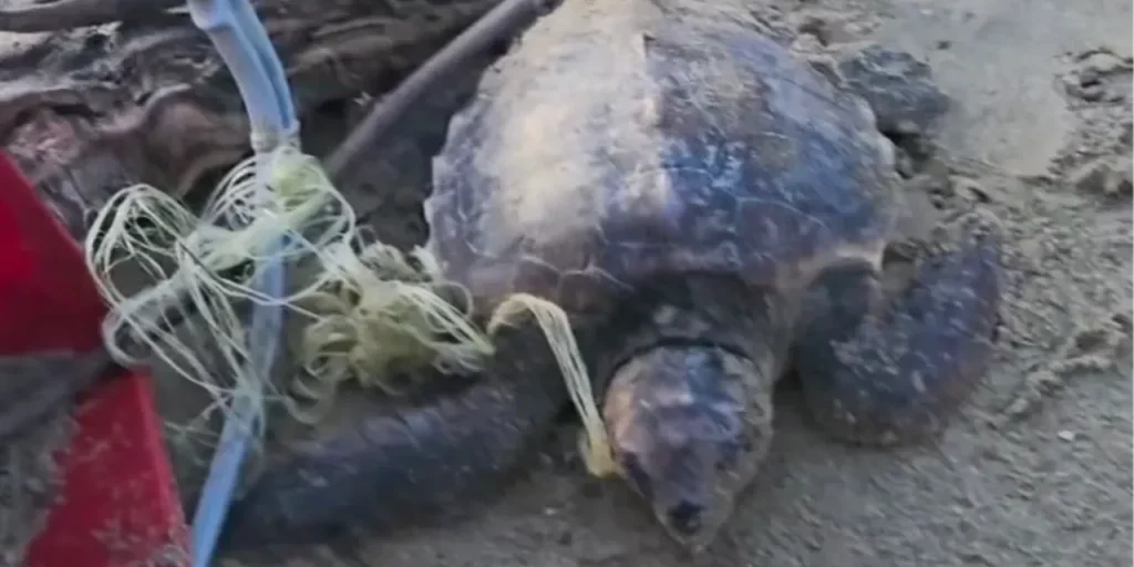 Una persona salva un pesce in difficoltà sulla spiaggia