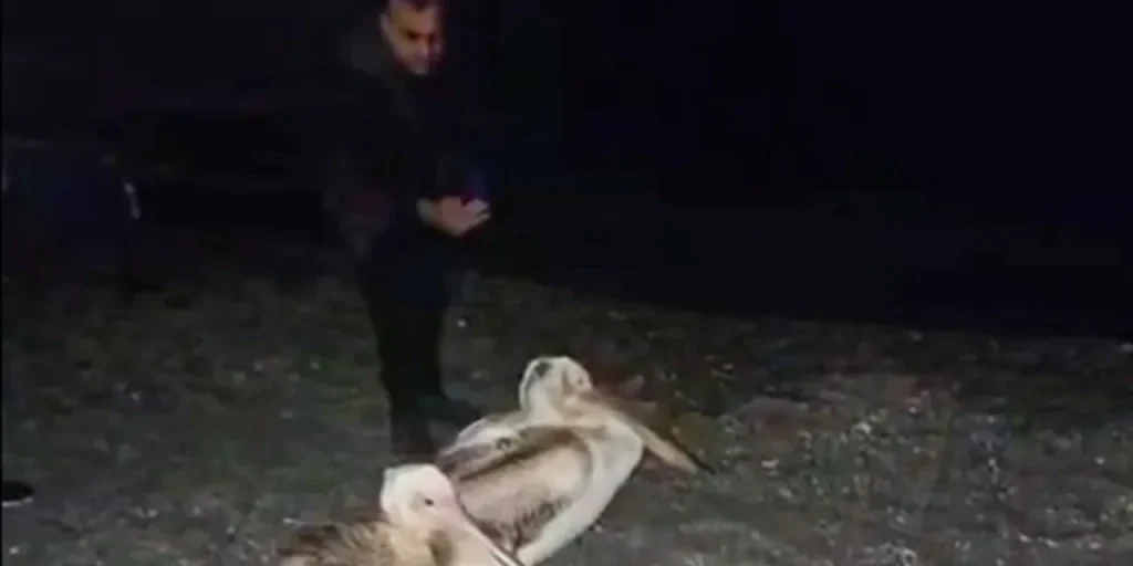 Richiesta di testo completo dell'articolo per procedere con la traduzione