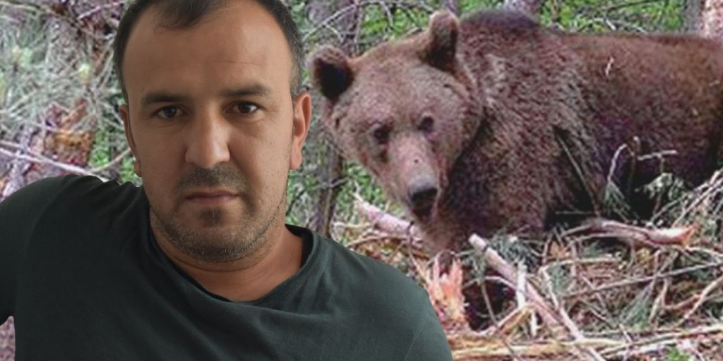 Sakarya'da kestane toplarken ayı saldırısına uğradı! Ölümün eşiğinden döndü