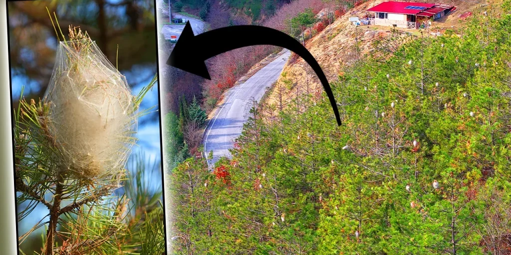 Bruco di pino simile al cotone inquinò le foreste di Samsun: pericolo di allergie al contatto