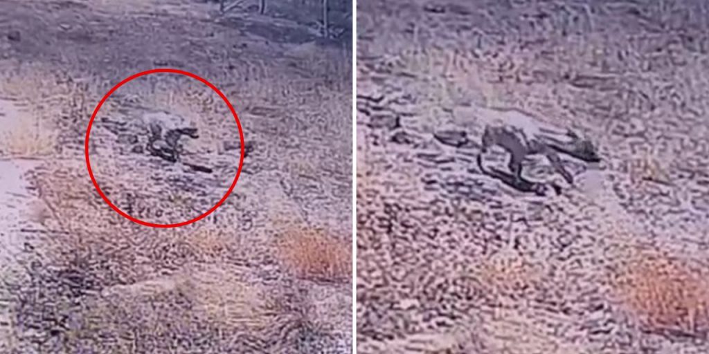 Şanlıurfa'da görüldü, nesli tükenme altında! Güvenlik kamerasına takıldı