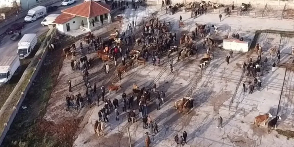 Çekerek: mercato degli animali riaperto dopo due mesi di chiusura per la malattia Şap