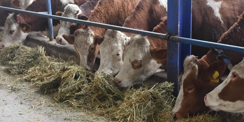 Situazione di Salgina di Şap sotto Controllo: Aggiornamento e Riflessioni sulla Comunicazione di Informazioni Sanitarie