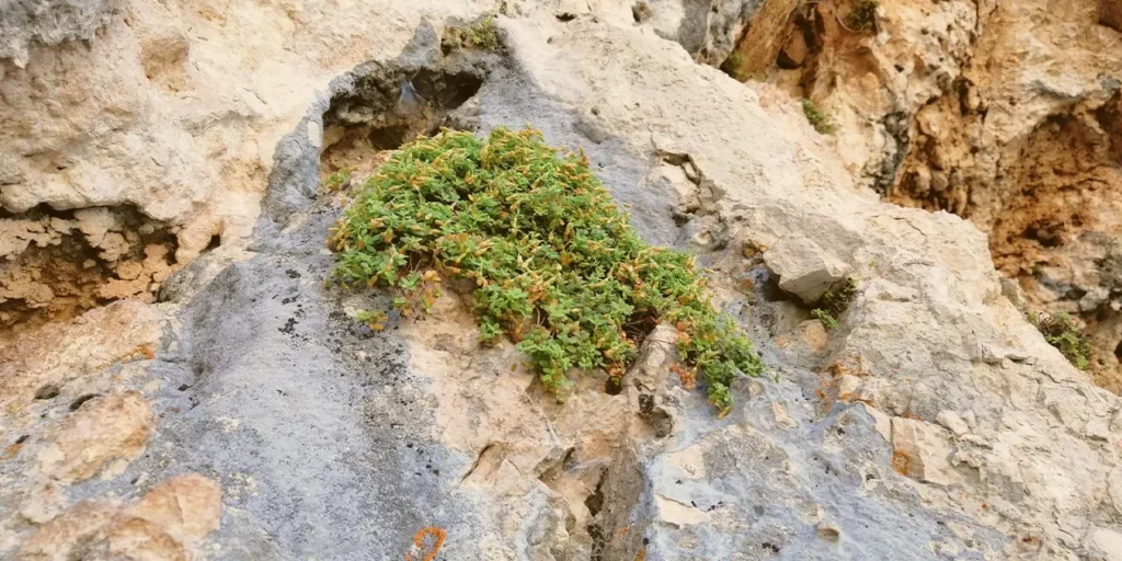 Hypericum malatyanum: pianta di Malatya con potere antimikrobico e antiossidante superiore al kantarone giallo