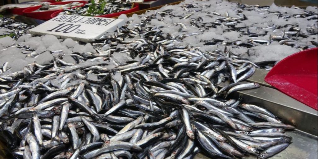 Sofraların vazgeçilmezi, Karadeniz'in gözbebeği için alarm verildi! Hamsi'de tehlike büyük...