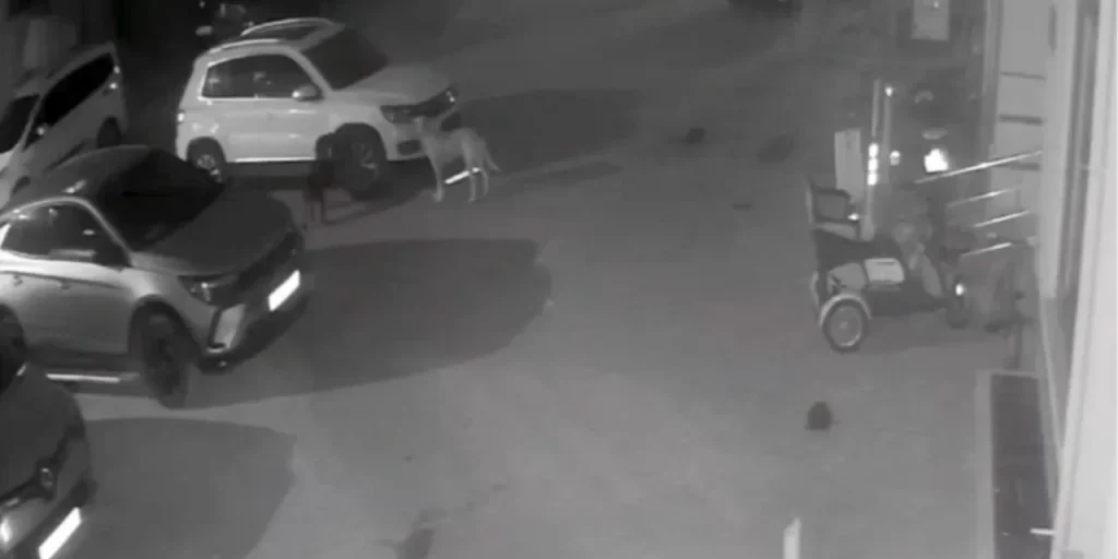 Video: cani randagi attaccano veicolo parcheggiato in parco pubblico