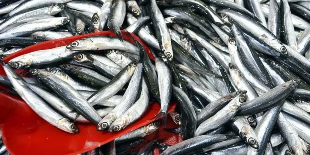Stagione più abbondante di hamsi negli ultimi 35 anni: prezzo di 50 lira al kg