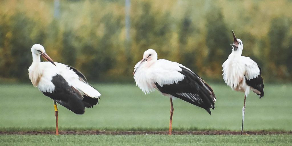 Avian flu in NRW: ministro dell'Interno avverte per la diffusione tra gli sterpi