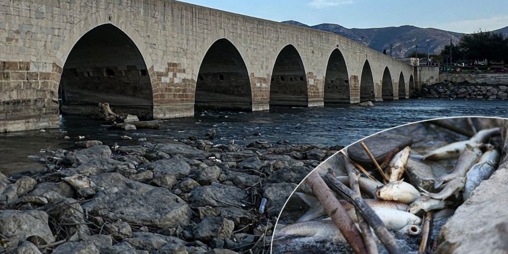 Sular siyaha döndü, balıklar kıyıya vurdu! Ceyhan Nehri yine alarm veriyor