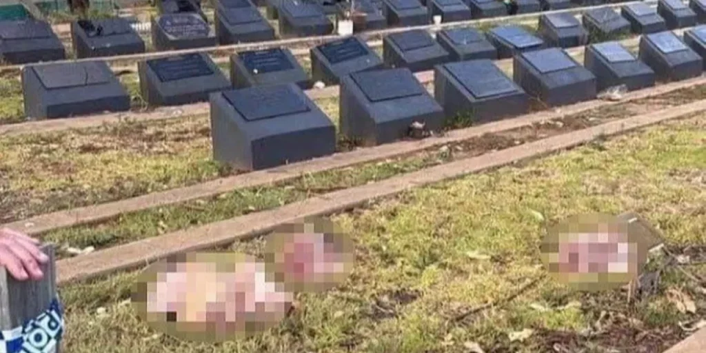 Attacco a cimitero musulmano di Sydney: corpi di maiale lasciati all'ingresso