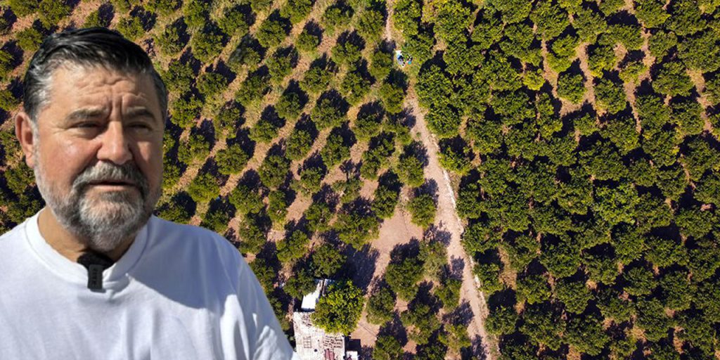 La Mandalina di Bodrum: Un Raccolto Anticipato e le Sue Implicazioni per l'Economia Locale e la Qualità del Prodotto