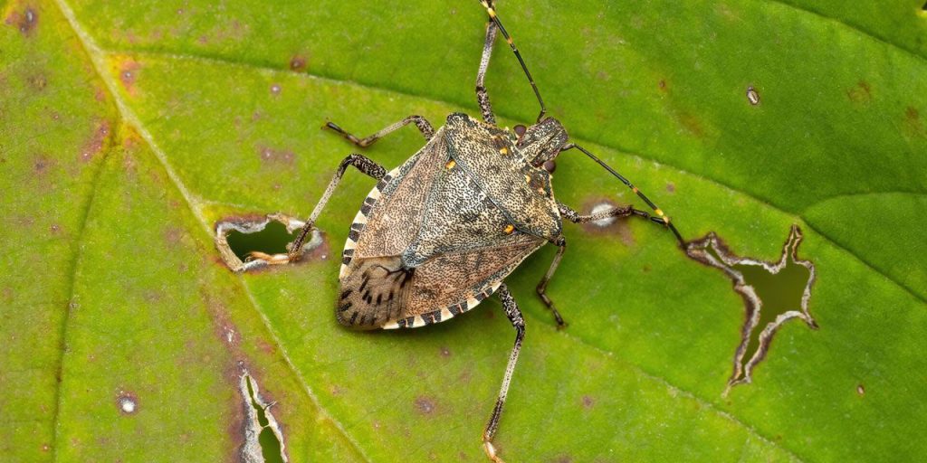 Il coleottero marrone minaccia l'agricoltura in Turchia: una sfida per la produzione di noci di faggio e la sicurezza alimentare