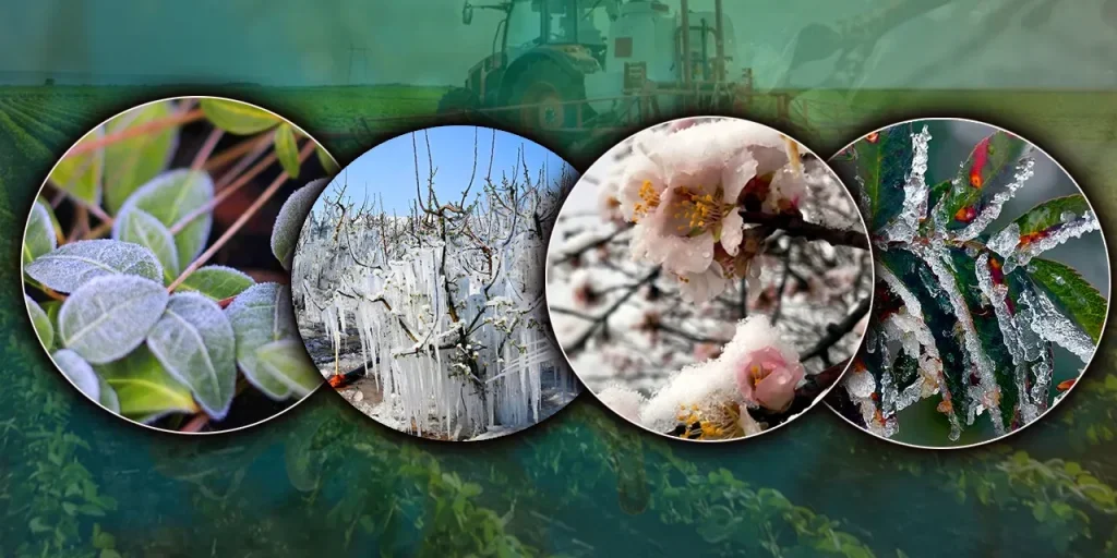 Ministero agricoltura aumenta il contributo al 70 % per l’assicurazione contro il gelo e lancia progetto pilota a Tekirdağ