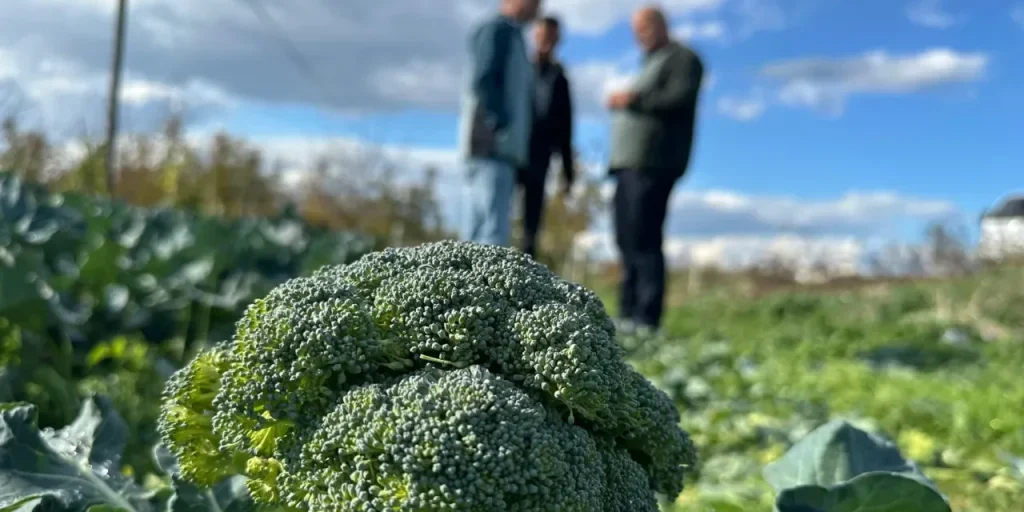 Broccoli di Iznik: 5 lira sul campo, 70 lira al negozio