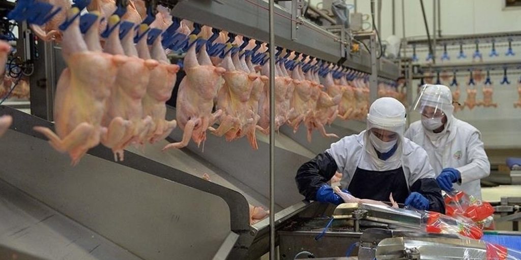 Tavuk eti üretimi ağustosta azaldı!