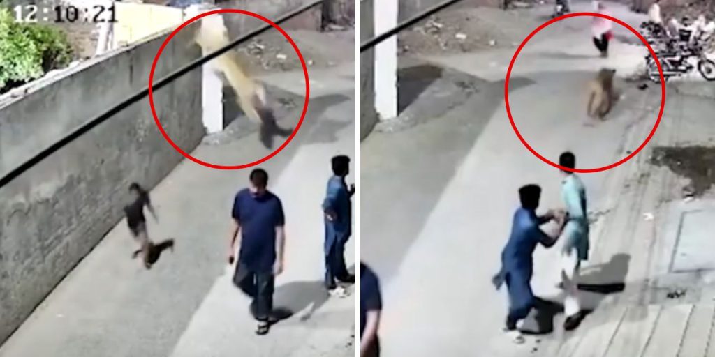 Tayland'da fenomenin evcil aslanı dehşet saçtı! Biri çocuk iki kişi yaralandı