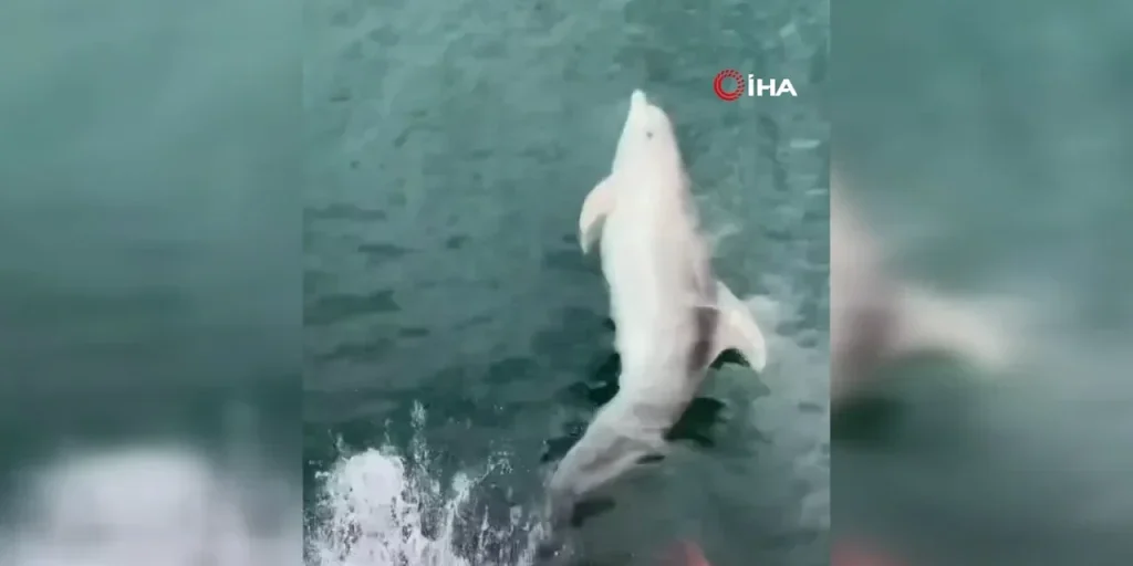 Barca di Tekirdağ sorpreso: compagna di Yunus ripresa dalla telecamera a bordo