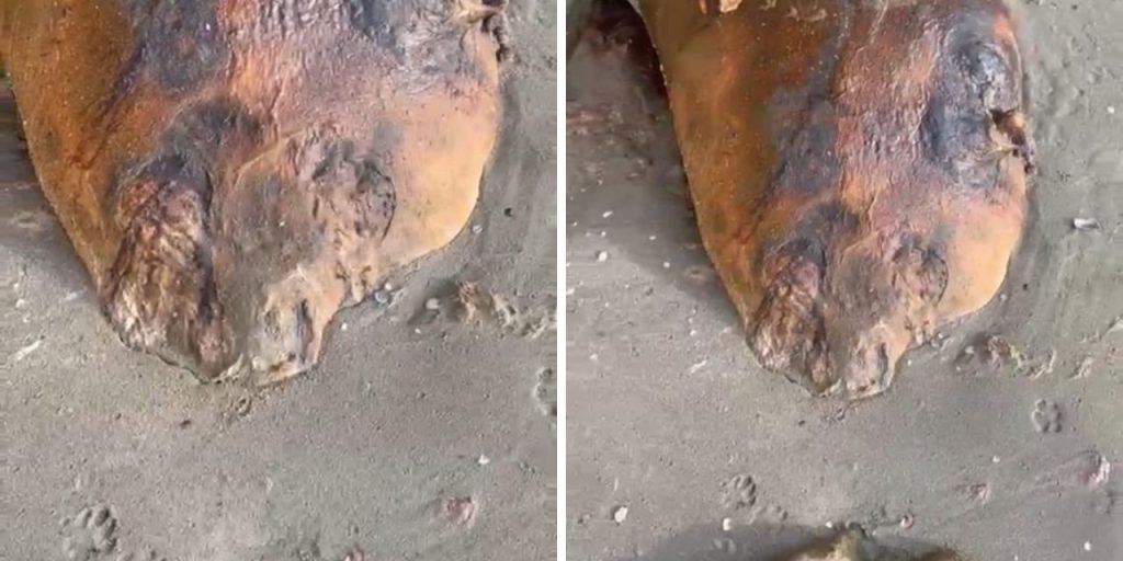 Misteriosa creatura marina trovata sulla spiaggia di Tekirdağ: cosa sappiamo e cosa non sappiamo