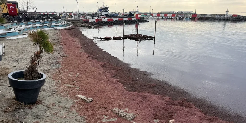 Alghe rosse sulla costa di Tekirdağ: vento e lodo, non inquinamento