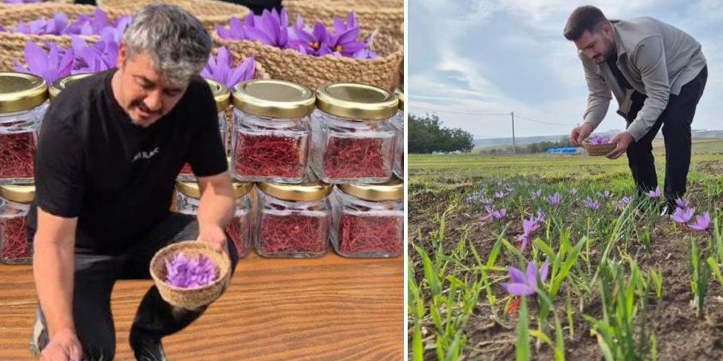 La Provincia di Tekirdağ Diventa il Nuovo Centro di Produzione dello Zafran: Un Prodotto Prezioso con un Futuro Promettente
