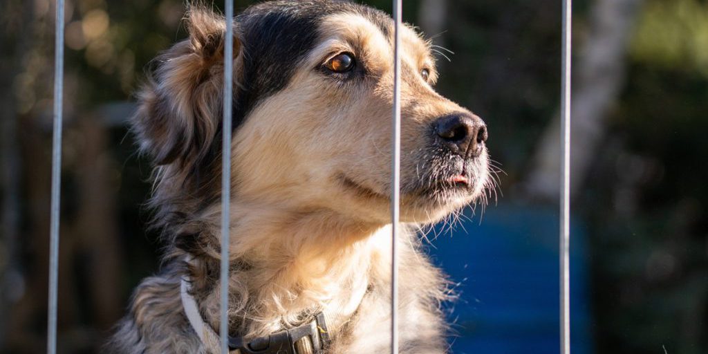 Visitatore porta 500 kg di bagaglio al rifugio per animali della NRW, staff sorpreso
