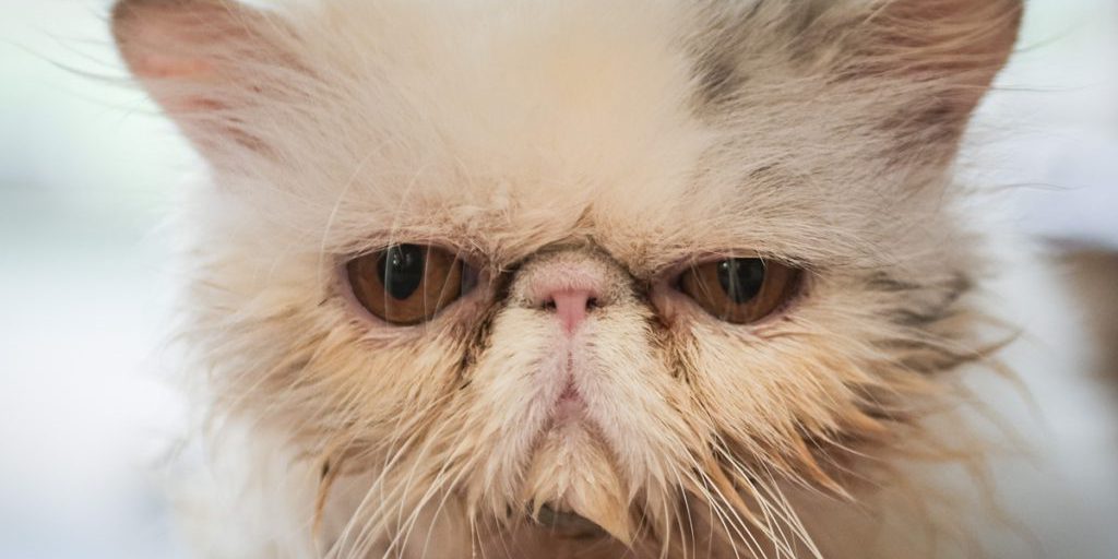 Donazione inappropriata per asilo di animali in NRW: un regalo inutilizzabile