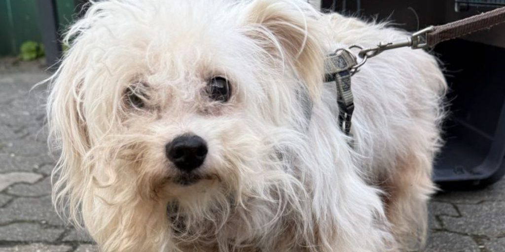 Cane Bobby in pericolo: dipendente di rifugio di Colonia lo scuote, si richiede soccorso