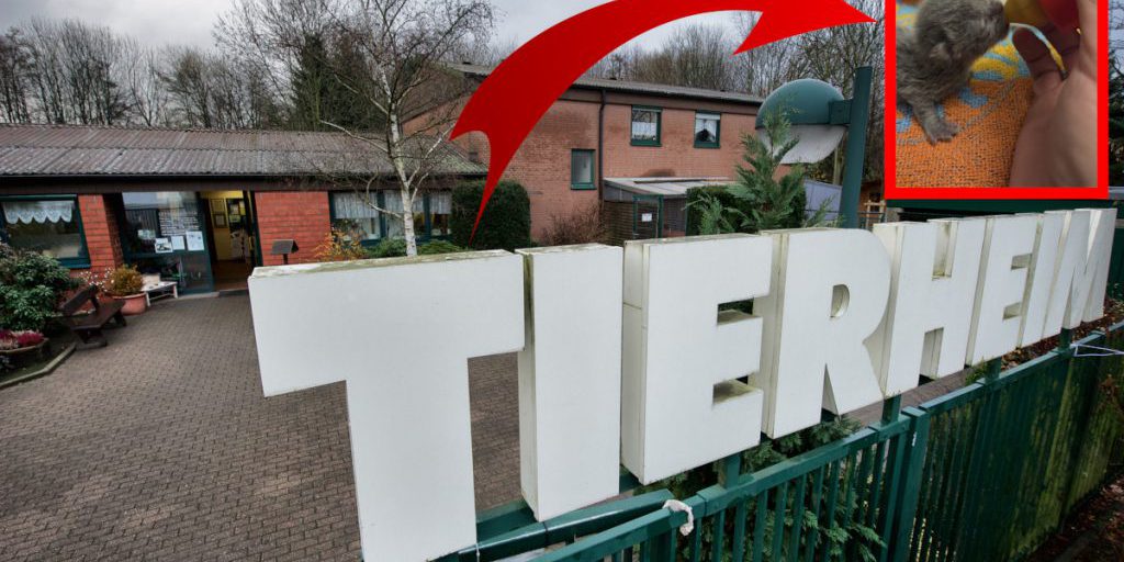 Katzen-Babys verenden im Tierheim Bochum – dramatischer Hilferuf