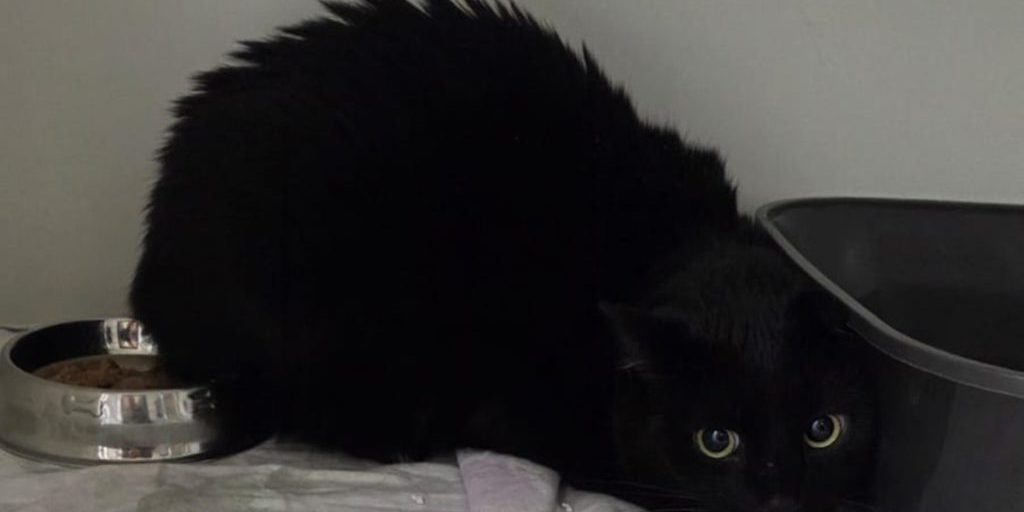 Tierheim Bochum platzt wegen Katze der Kragen: „Was stimmt mit den Menschen nicht?“