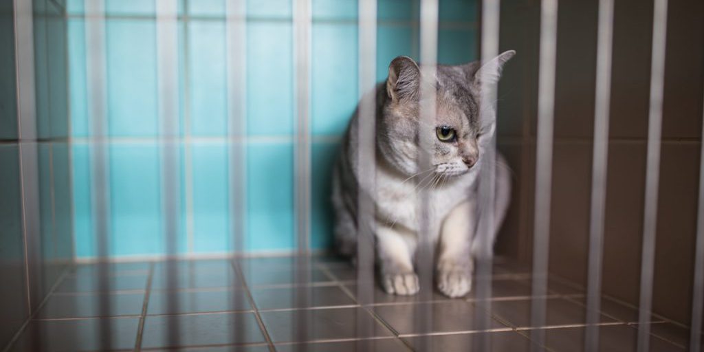 Rifugio per Animali di Duisburg in Crisi: la Storia di un Gatto Rifiutato e le Sue Implicazioni Sociali