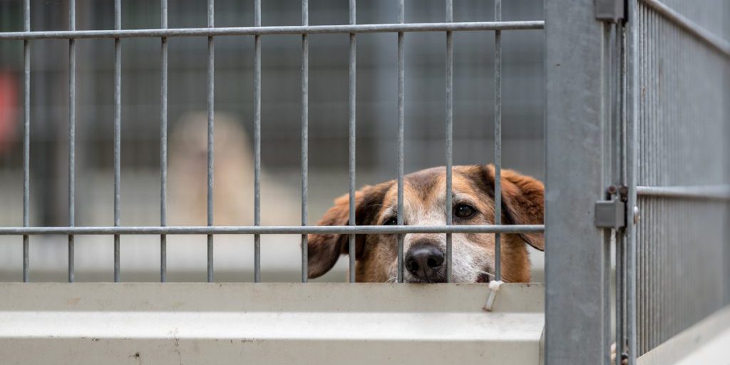 Freddo intenso mette in pericolo gli animali del rifugio di Duisburg: il sindaco interviene