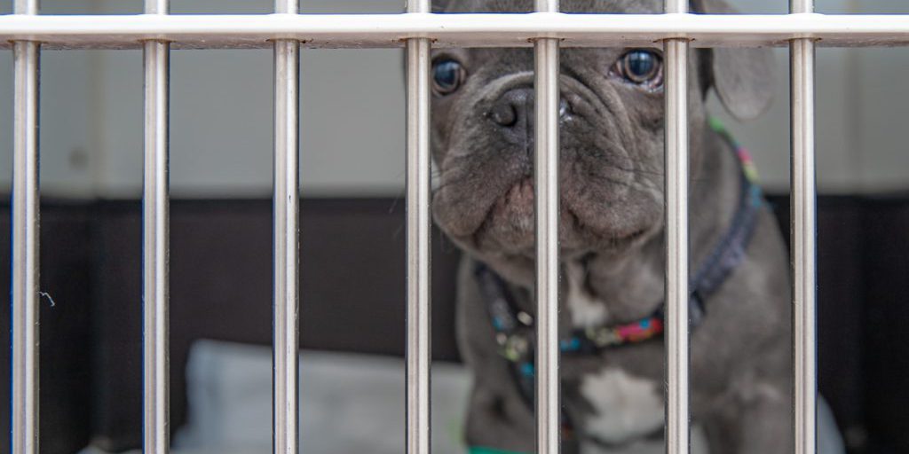 Notte di orrore al rifugio per animali di Duisburg: interruzione totale