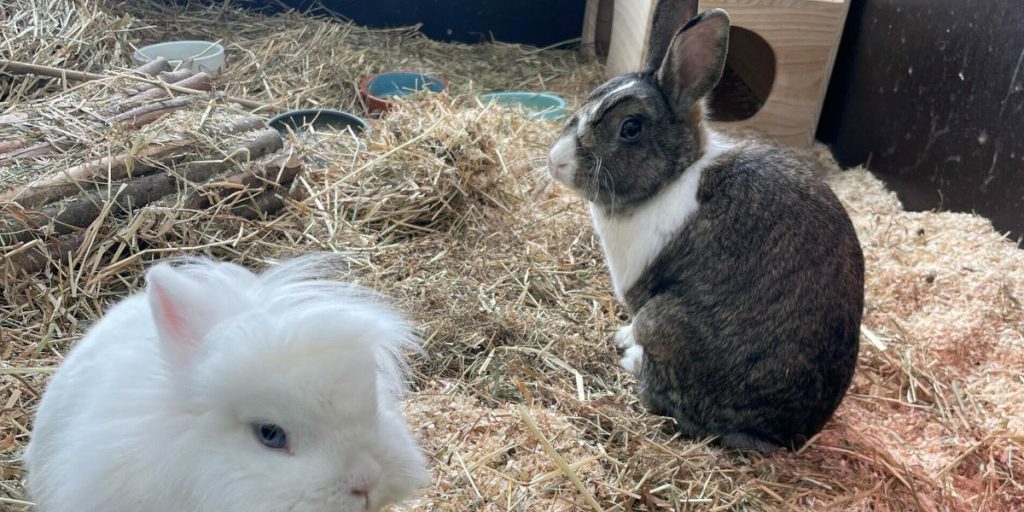 Emergenza al rifugio per animali di Duisburg: la feuerwehr interviene con personale aggiuntivo